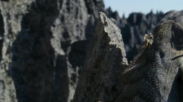 クビアーズ マダガスカル スウィフト Oplus Cuvieri マダガスカルのティニー ベマラハ国立公園 英語版 の岩肌を爪で掴みやすくする大きなトカゲ — ストック動画