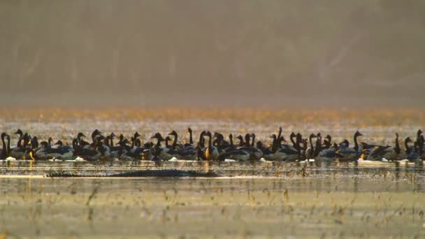 Million Magpie Geese Flock Kakadu National Park Northern Territory Australia — Vídeo de Stock