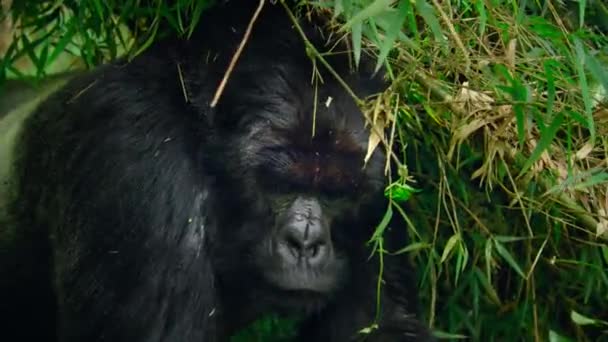 Close Silverback Mountain Gorillas Family Its Natural Habitat Rwanda Volcanoes — 图库视频影像