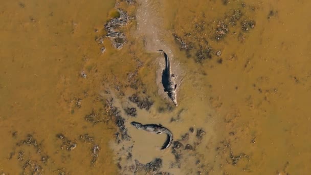 Cocodrilos Agua Salada Hábitat Natural Parque Nacional Kakadu Territorio Del — Vídeos de Stock