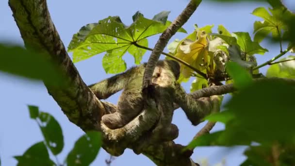 Three Toed Three Fingered Sloths Bradypus Tridactylus Manuel Antonio National — ストック動画