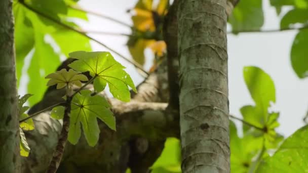 Трёхпалые Трехпалые Ленивцы Bradypus Tridactylus Национальном Парке Мануэль Антонио Кепос — стоковое видео