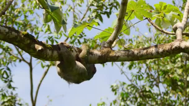 Трёхпалые Трехпалые Ленивцы Bradypus Tridactylus Национальном Парке Мануэль Антонио Кепос — стоковое видео