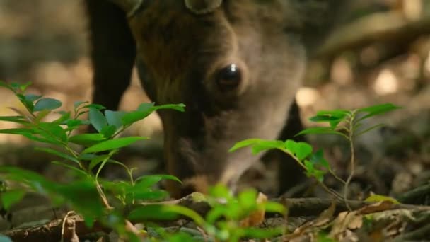 Дикий Пятнистый Олень Сика Cervus Nippon Yakushimae Лесу Национальный Парк — стоковое видео