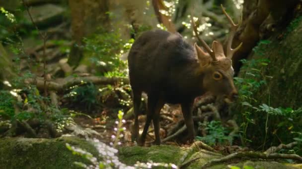 Wild Spotted Sika Deer Cervus Nippon Yakushimae Forest Yakushima National — 图库视频影像