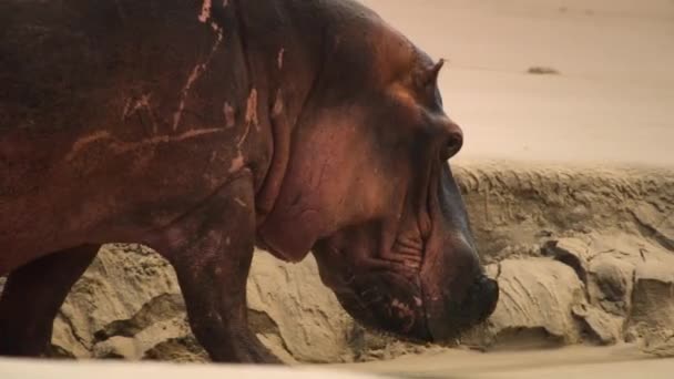 Hippos Head Stright Surf Because Waves Wash Away Parasites Soothe — Stock video