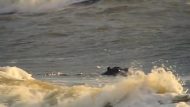 Hippos Head Stright Surf Because Waves Wash Away Parasites Soothe — Wideo stockowe