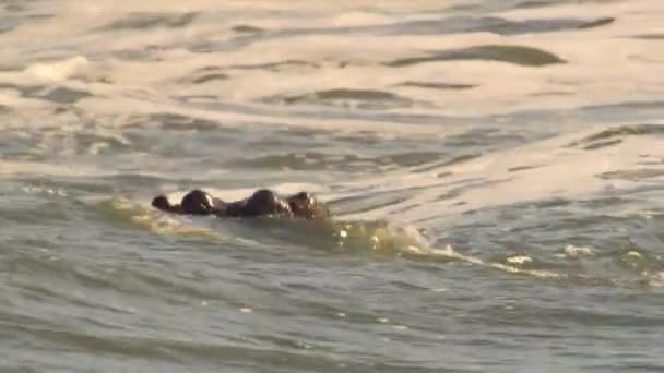 Hippos Head Stright Surf Because Waves Wash Away Parasites Soothe — ストック動画