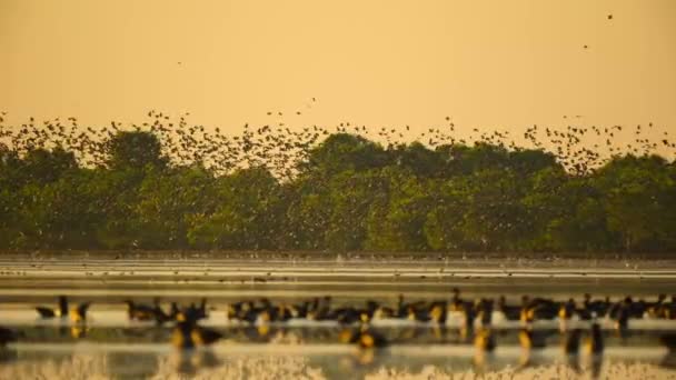 Ένα Εκατομμύριο Χήνες Καρακάξες Συρρέουν Στο Εθνικό Πάρκο Kakadu Βόρεια — Αρχείο Βίντεο