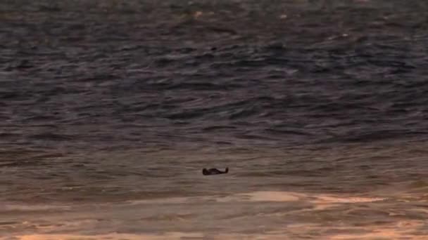 在非洲西海岸的加蓬卢万戈国家公园 由于海浪冲走了寄生虫 缓解了今天大西洋上的伤痕累累 河马在冲浪时头晕目眩 — 图库视频影像