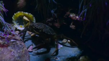 Aquatic crab (Perisesarma bidens) picks and eat detritus off of dead clam underwater on the British coast.