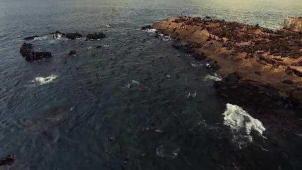 Luchtfoto Van Het Eiland Mossel Bay Met Pelsrobben Zuid Afrika — Stockvideo