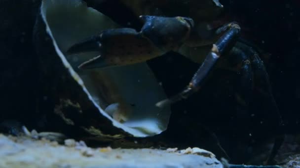 Водный Краб Perisesarma Bidens Собирает Ест Отбросы Моллюсков Водой Британском — стоковое видео