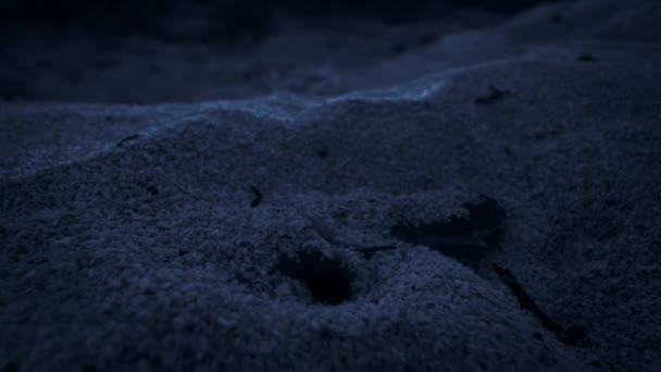 Baby Sea Turtles Hatchling Crawling White Sand Beach Sea Raine — Vídeos de Stock