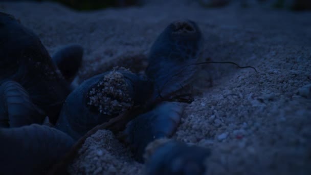 Baby Sea Turtles Hatchling Crawling White Sand Beach Sea Raine — Stock Video