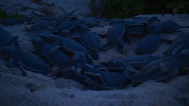 Baby Sea Turtles Hatchling Crawling White Sand Beach Sea Raine — Vídeo de Stock