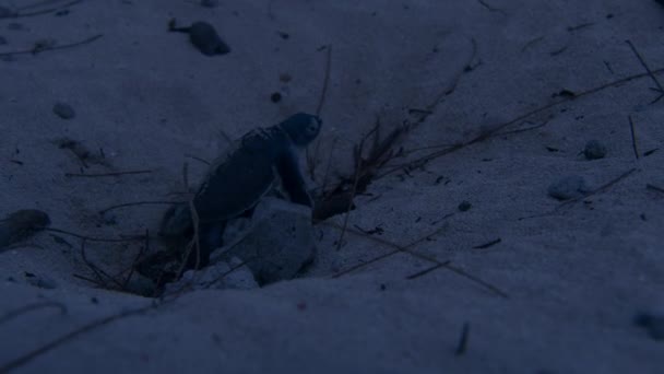 Baby Sea Tartarugas Incubando Rastejando Praia Areia Branca Direção Mar — Vídeo de Stock
