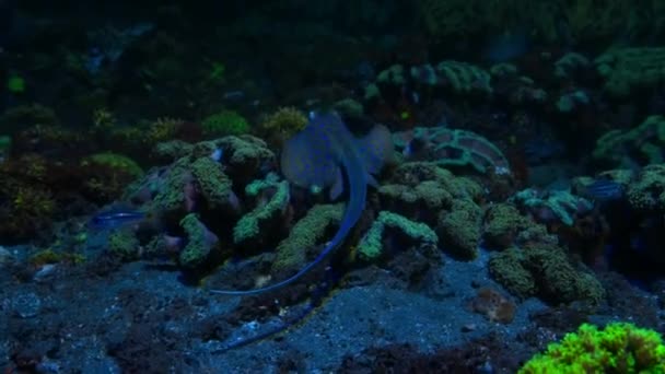 Blue Spotted Stingray Neotrygon Kuhlii Moving Coral Reef Night Lembeh — Stockvideo