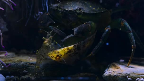 Aquatic Crab Perisesarma Bidens Picks Eat Detritus Dead Clam Underwater — стоковое видео