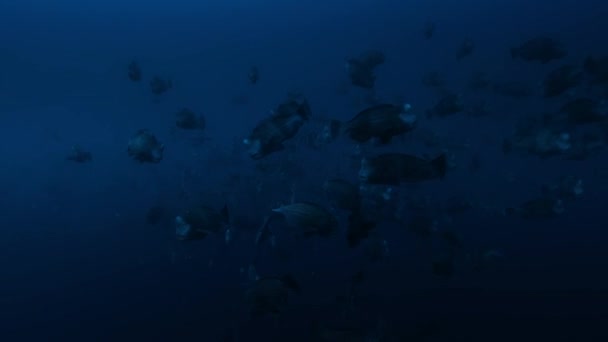 Papuga Głowiasta Bolbometopon Muricatum Dużej Szkole Pływającej Oceanie Spokojnym Odległym — Wideo stockowe
