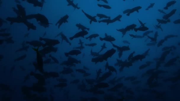 Bumphead Parrotfish Bolbometopon Muricatum Big School Swimming Pacific Ocean Remote — Vídeo de stock