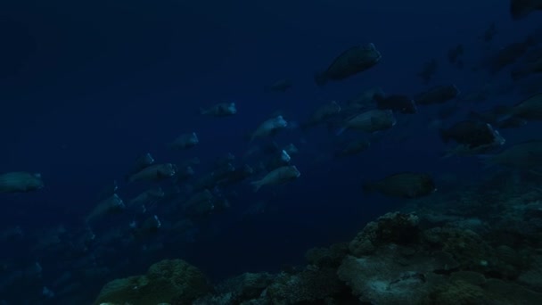 Bumphead Parrotfish Bolbometopon Muricatum Big School Swimming Pacific Ocean Remote — Αρχείο Βίντεο