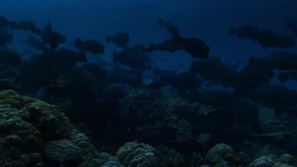 Bumphead Parrotfish Bolbometopon Muricatum Big School Swimming Pacific Ocean Remote — Stockvideo
