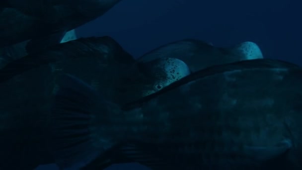 Bumphead Parrotfish Bolbometopon Muricatum Big School Swimming Pacific Ocean Remote — Stock videók