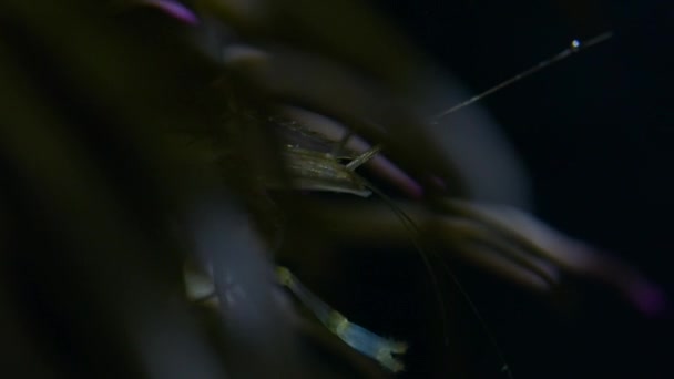 Detailní Záběr Krevety Skalních Tůních Noci Britském Pobřeží — Stock video