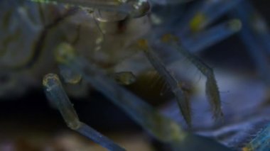 Close up of a prawn in rock pools at night, on the British coast.