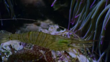 Close up of a prawn in rock pools at night, on the British coast.