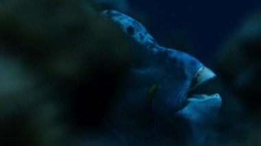 Tümsekli papağan balığına (Bolbometopon muricatum) yakın çekim. Pasifik Okyanusu 'ndaki deniz yaşamı, Palau' nun uzak takımadaları..