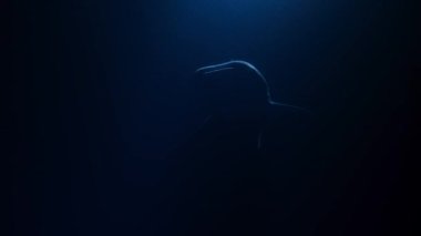 Balina köpekbalığının (Rhincodon tipus) gece Pasifik Okyanusu 'ndaki zooplanktonlarla beslenmek için okyanuslarda muazzam mesafeler yüzerek uzaktaki Palau Takımadaları' na yaklaşın..