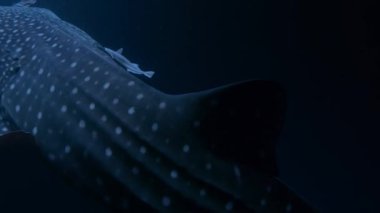 Balina köpekbalığının (Rhincodon tipus) gece Pasifik Okyanusu 'ndaki zooplanktonlarla beslenmek için okyanuslarda muazzam mesafeler yüzerek uzaktaki Palau Takımadaları' na yaklaşın..