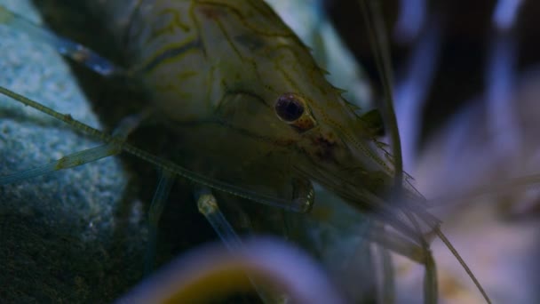 在英国海岸的岩石池中 一只大虾在夜间逼近 — 图库视频影像