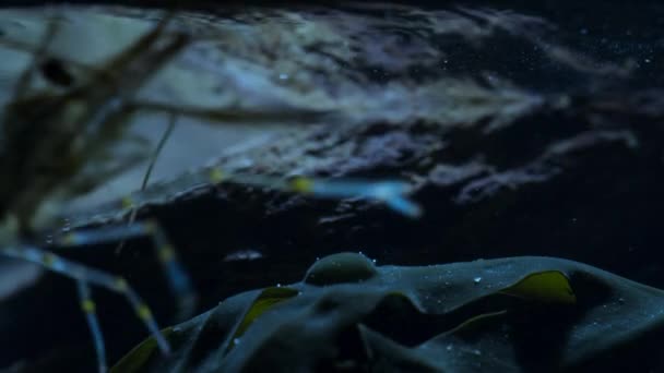 Крупный План Креветки Скальных Бассейнах Ночью Британском Побережье — стоковое видео