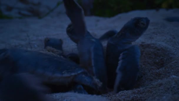 澳大利亚大堡礁雷恩岛 海龟宝宝在白沙滩上爬向大海 — 图库视频影像