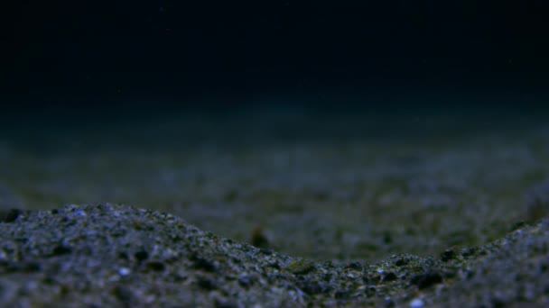 Close Tiger Mantis Shrimp Lysiosquilla Maculata Hole Lives Ocean Indonesia — Vídeo de stock