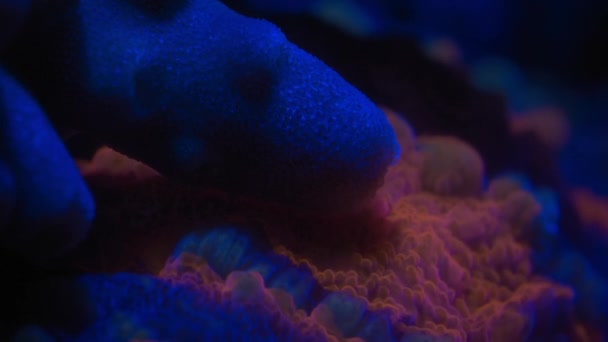 Крупним Планом Апельсиновий Корал Пончика Стоїть Під Землею Вночі — стокове відео