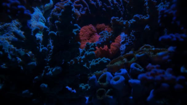 Närbild Apelsinmunk Korall Står Sin Mark Vattnet Natten — Stockvideo