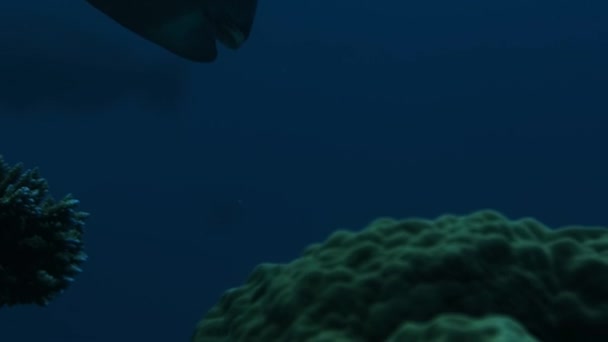 Närbild Trynfisk Bolbometopon Muricatum Havsliv Stilla Havet Den Avlägsna Skärgården — Stockvideo