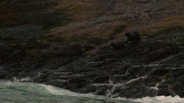 Güney Afrika Mossel Körfezi Ndeki Adada Kürk Foklarını Yavrularını Kapatın — Stok video