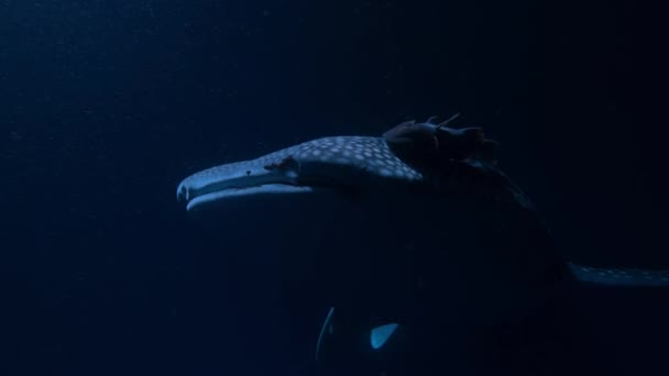 Nahaufnahme Des Walhais Rhincodon Typus Der Weite Strecken Ozeanen Schwimmt — Stockvideo
