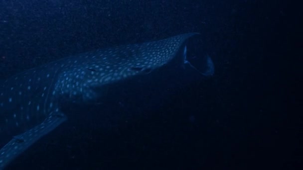 Közelkép Cetcápa Rhincodon Typus Úszó Hatalmas Távolságokat Óceánok Táplálkozás Zooplankton — Stock videók