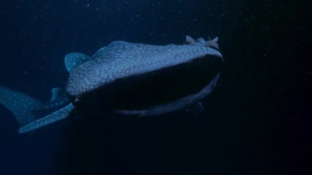 Close Van Walvishaai Rhincodon Typus Zwemmen Enorme Afstanden Oceanen Voor — Stockvideo