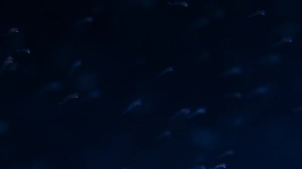 動物プランクトンの上昇と呼ばれる魚 ロブスター クラゲなどの幼虫の閉鎖は 太平洋の夜 パラオの離島で藻類を養うために上昇します — ストック動画