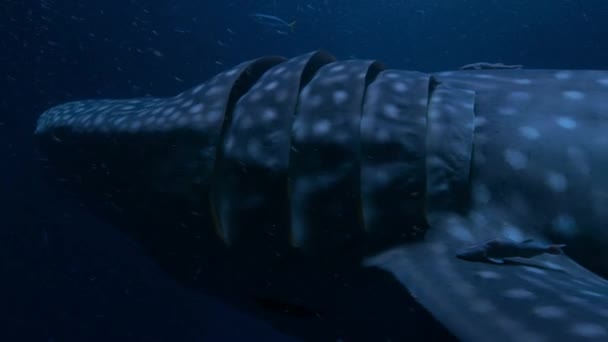 Perto Tubarão Baleia Rhincodon Typus Nadando Vastas Distâncias Nos Oceanos — Vídeo de Stock