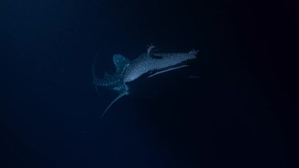 Közelkép Cetcápa Rhincodon Typus Úszó Hatalmas Távolságokat Óceánok Táplálkozás Zooplankton — Stock videók