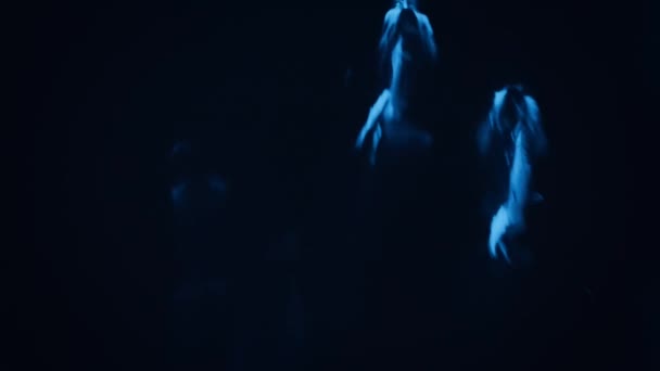 Delfíni Zářící Tmě Používají Světlo Aby Jim Pomohli Lovit Toyama — Stock video