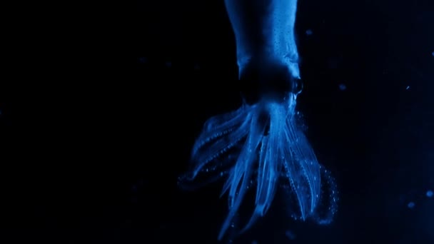 Primer Plano Los Calamares Luciérnaga Hacen Propia Luz Utilizando Células — Vídeos de Stock